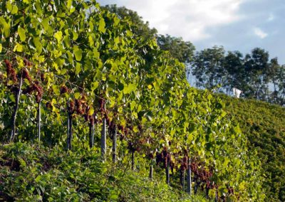 Vignes