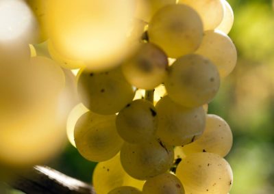 Grappe de raisin blanc