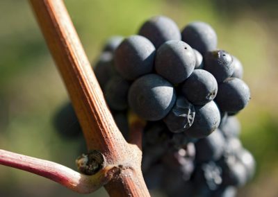 Grappe de raisin noir