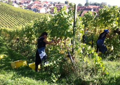 Vendanges
